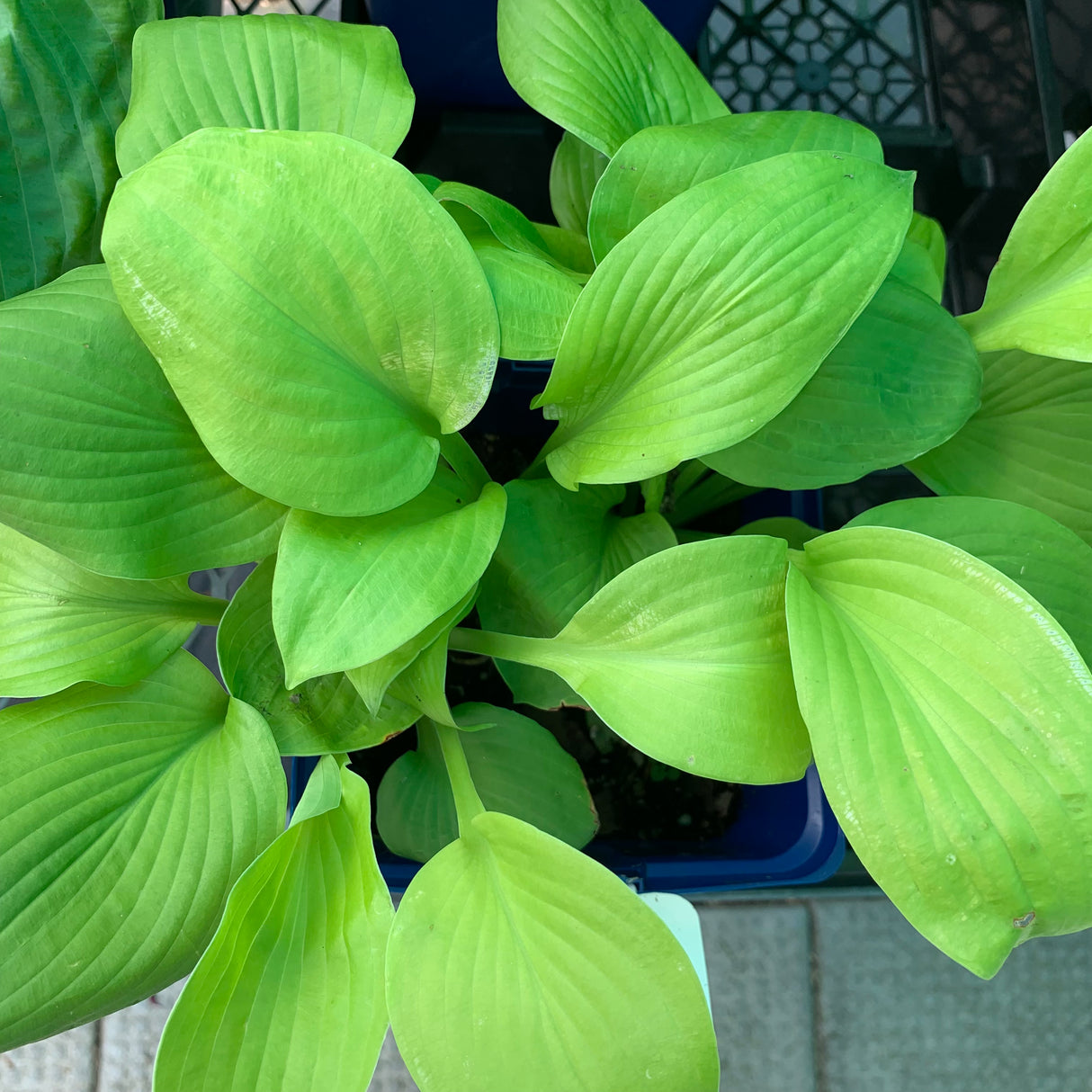 HOSTA AUGUST MOON