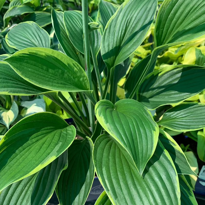 HOSTA FORTUNEI AUREOMARGINATA