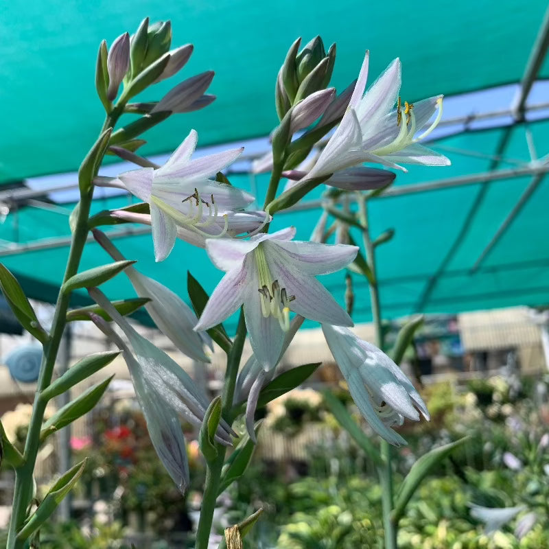 HOSTA FORTUNEI AUREOMARGINATA