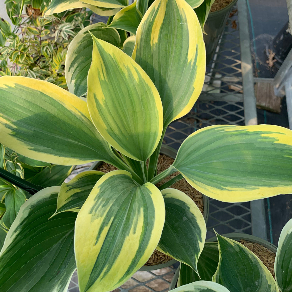 HOSTA LIBERTY