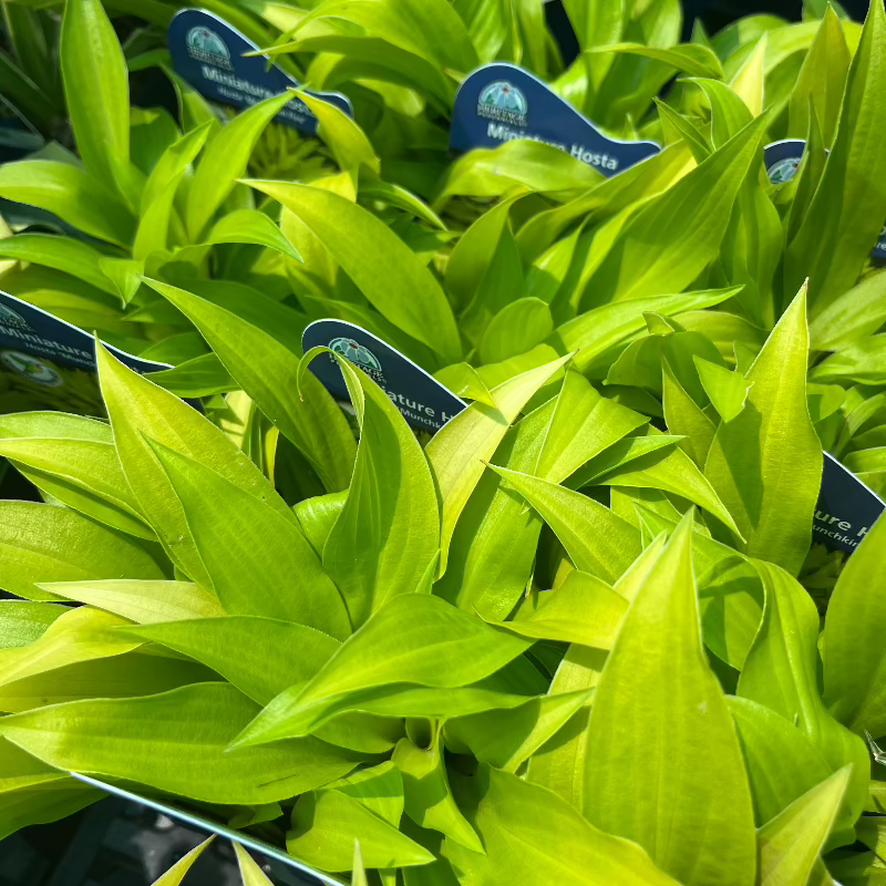 HOSTA MUNCHKIN FIRE