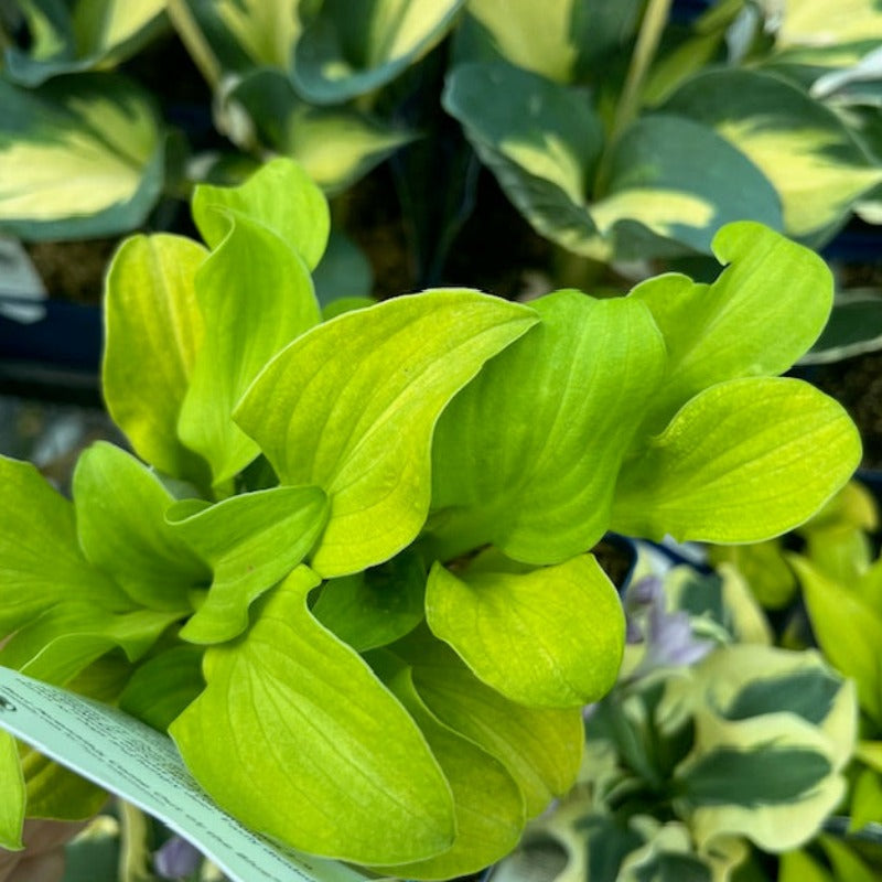 HOSTA SUN MOUSE