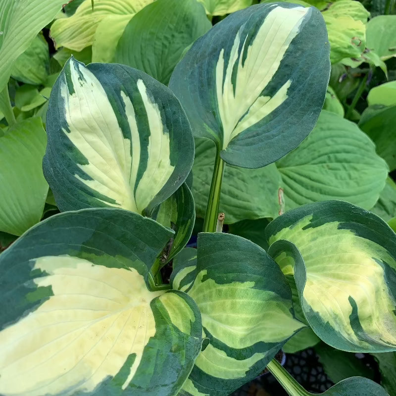 HOSTA THUNDERBOLT