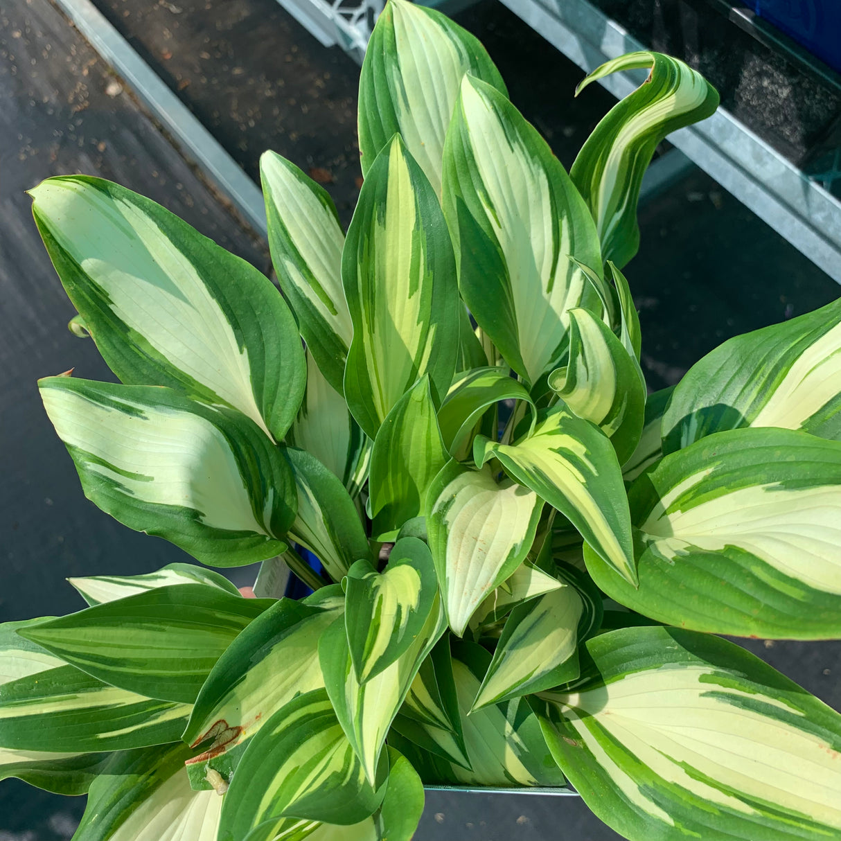 HOSTA TONGUE OF FLAME