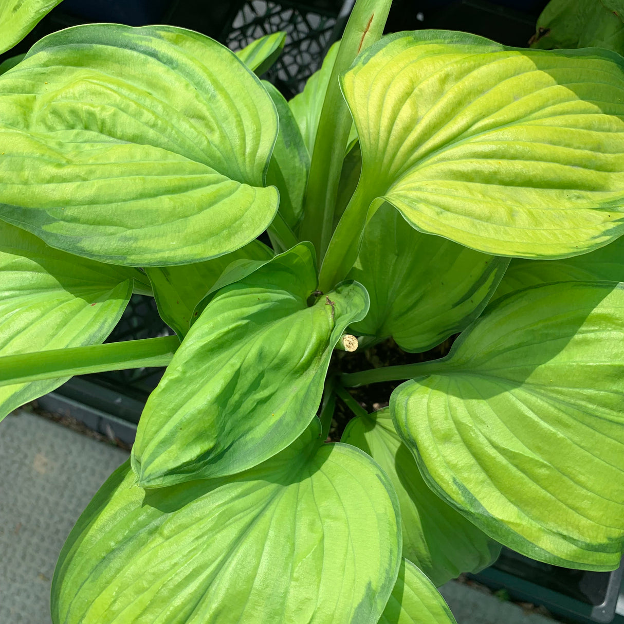 HOSTA BANANA KID