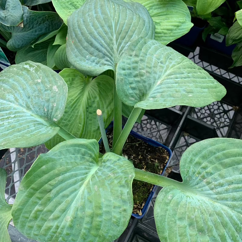 HOSTA ELEGANS