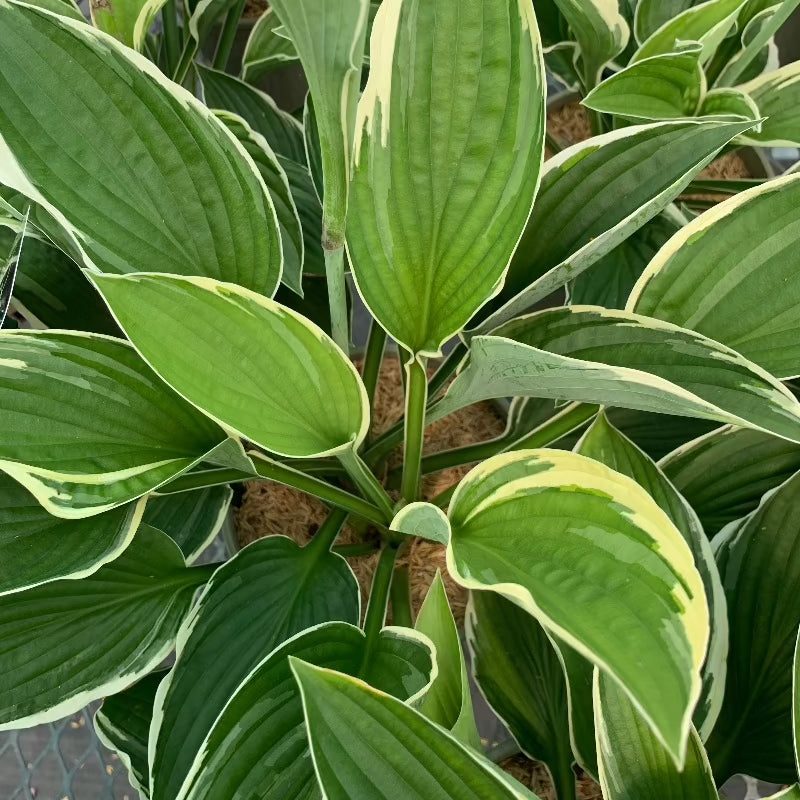 HOSTA FRANCEE