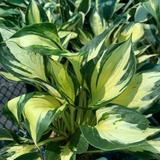 HOSTA PATHFINDER