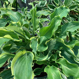 HOSTA VOICES IN THE WILD