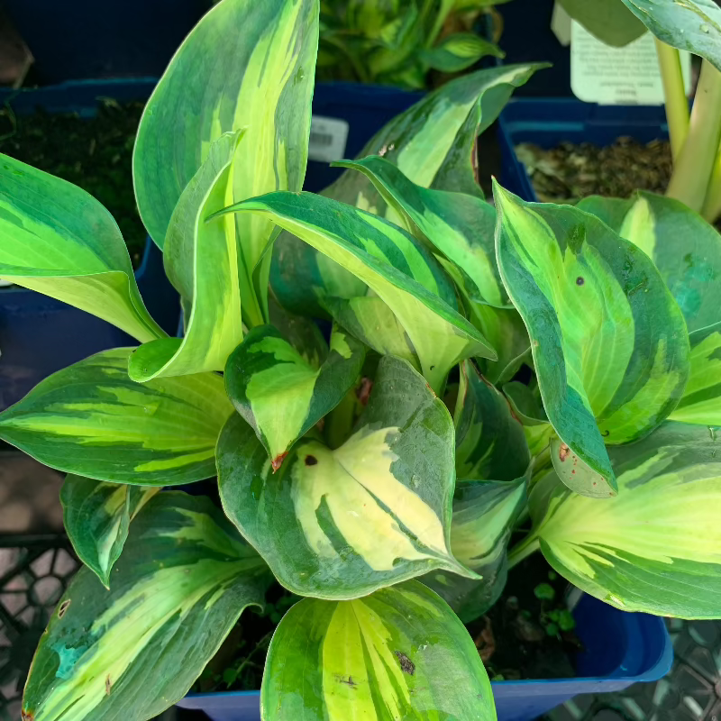 HOSTA DREAM QUEEN