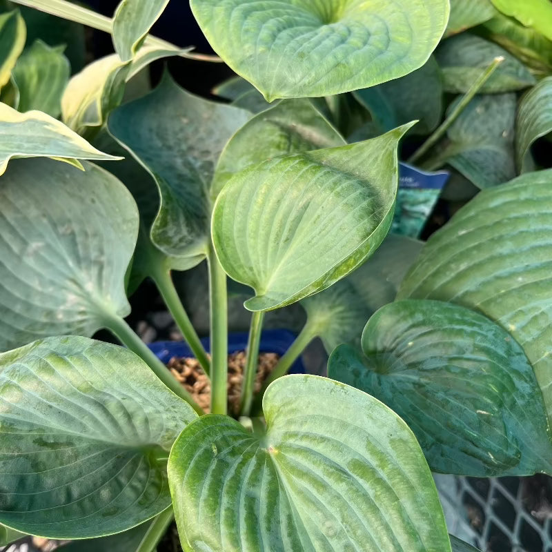 HOSTA BLUE ANGEL