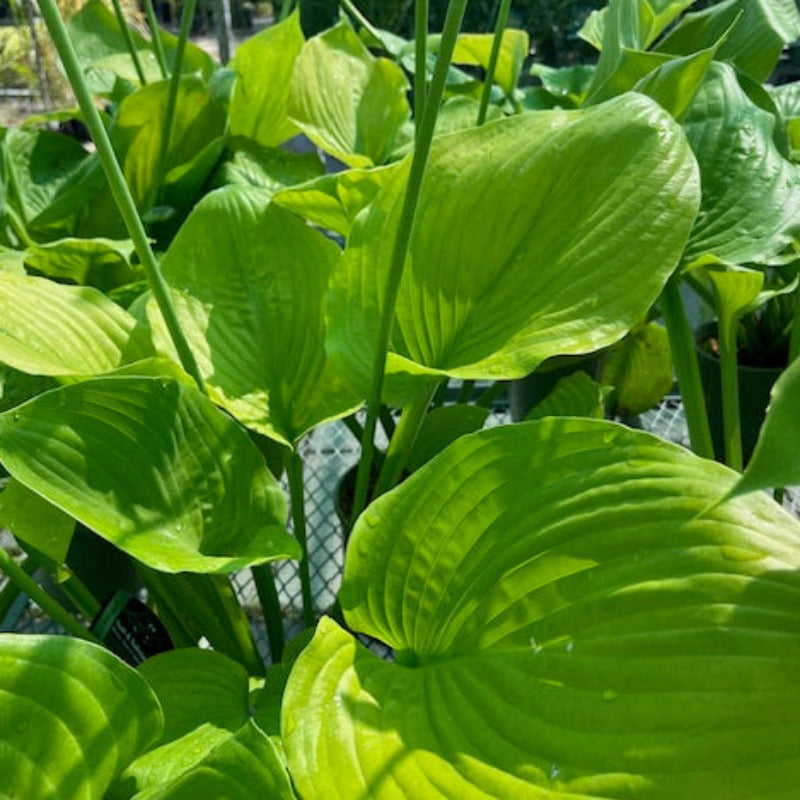 HOSTA SUM & SUBSTANCE