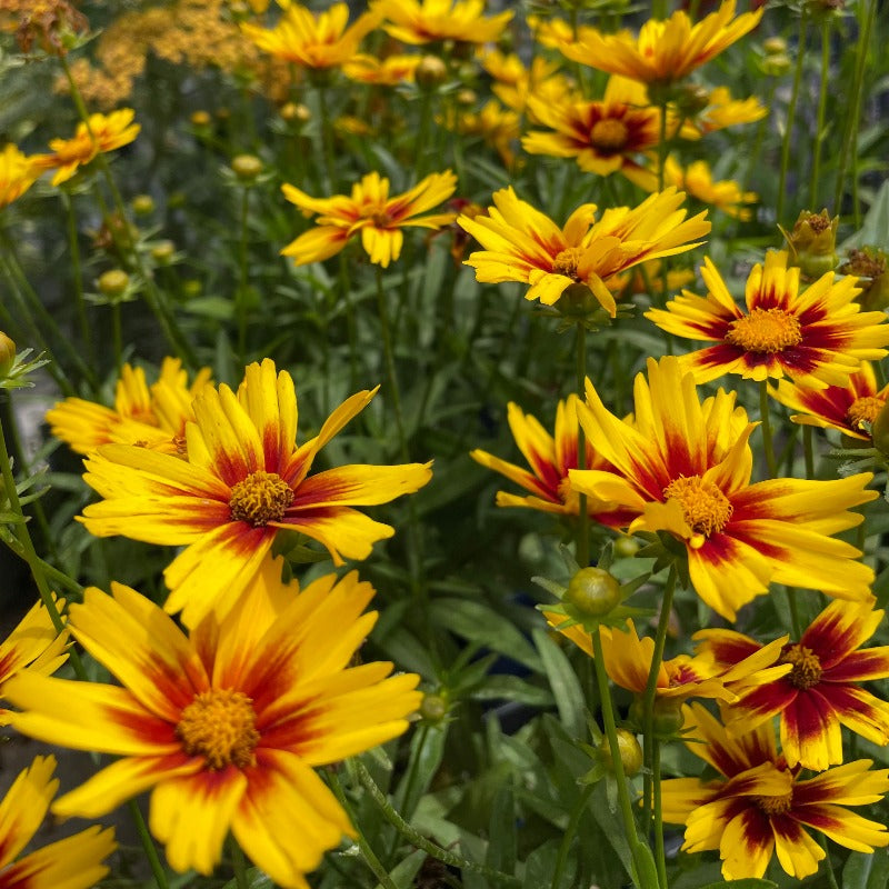 COREOPSIS SIZZLE & SPICE CURRY UP