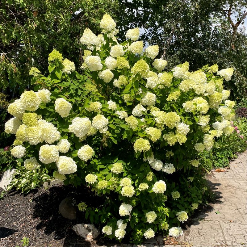 HYDRANGEA LIMELIGHT