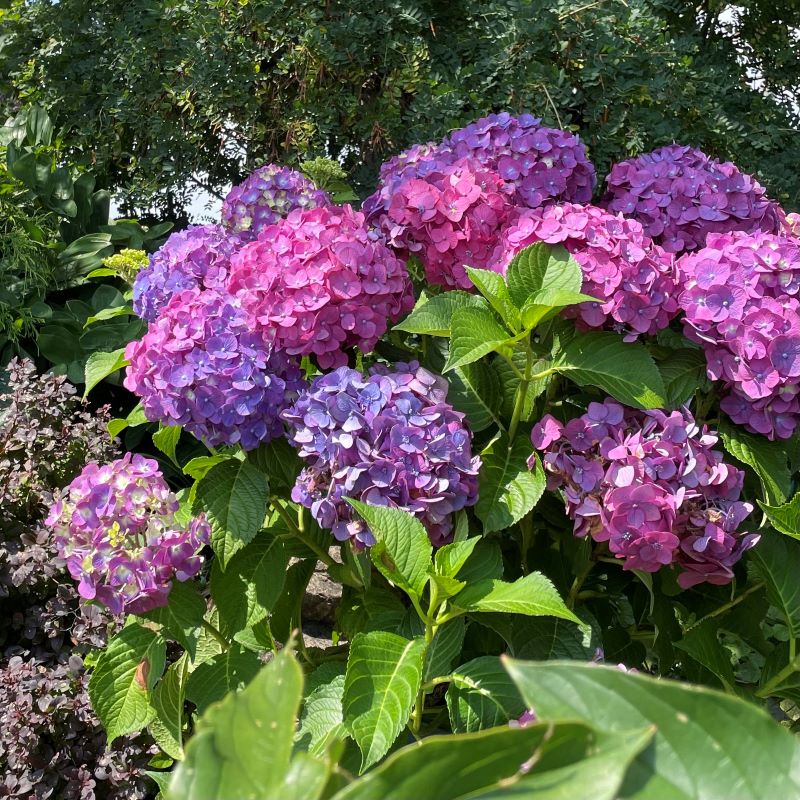 HYDRANGEA SUMMER CRUSH