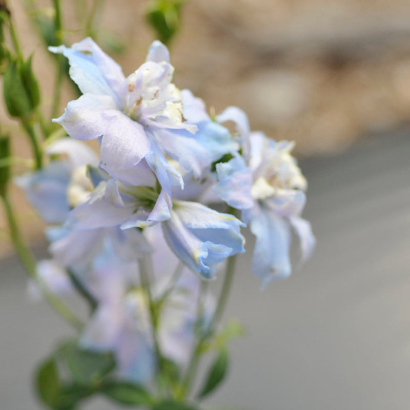 DELPHINIUM SKY BLUE/WHITE BEE