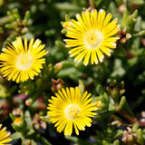 DELOSPERMA DELMARA YELLOW