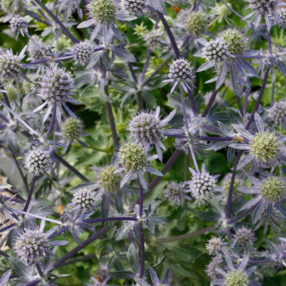 ERYNGIUM BLUE GLITTER