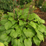 HOSTA DESIGNER GENES