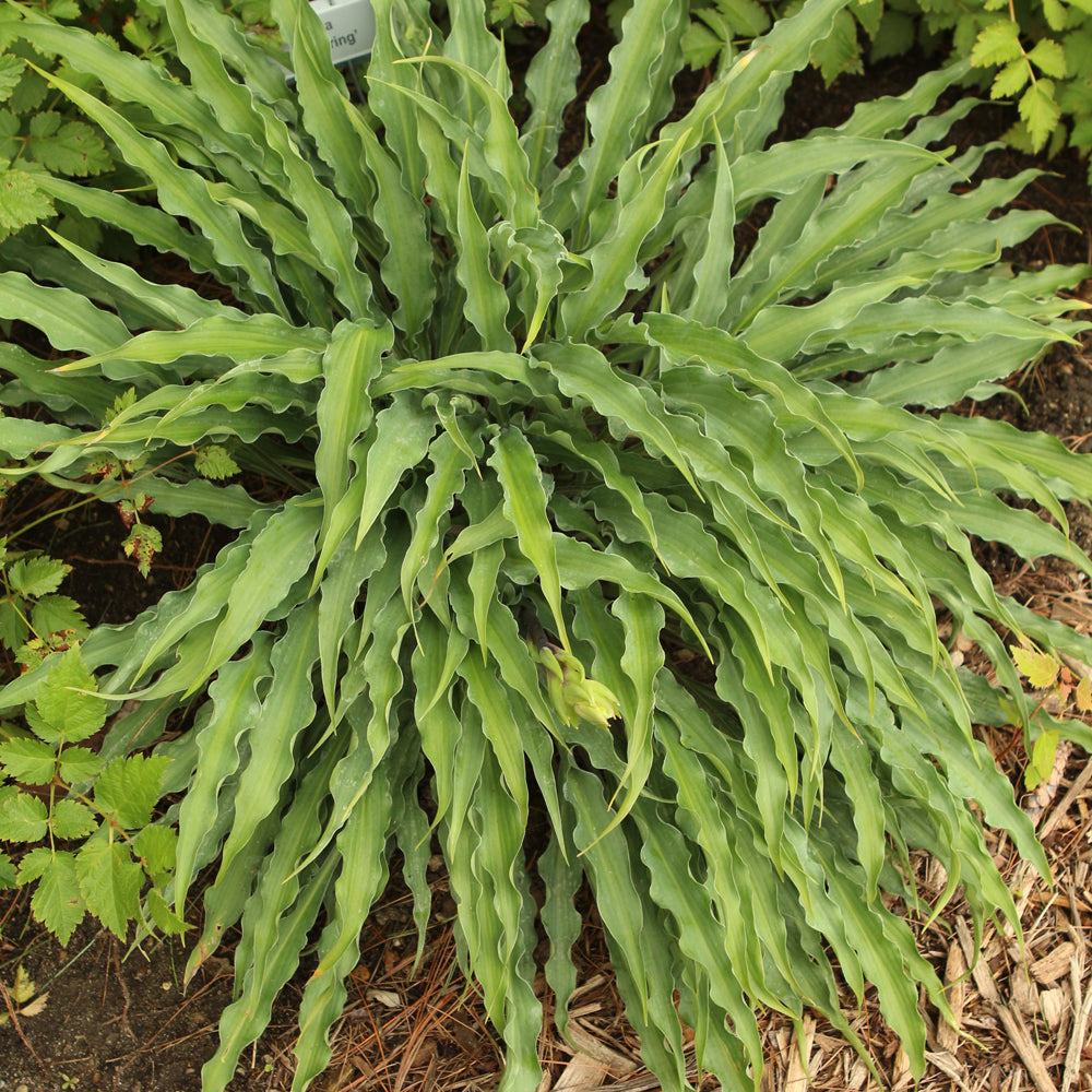 HOSTA SILLY STRING