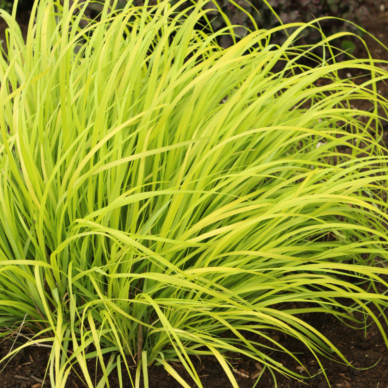 PENNISETUM LEMON SQUEEZE