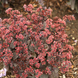 SEDUM ROCK N GROW BACK IN BLACK