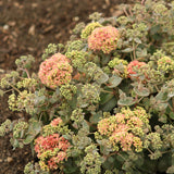 SEDUM ROCK N GROW CORALJADE