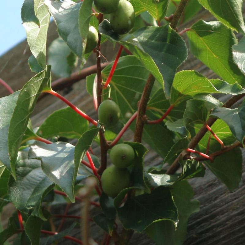 HARDY KIWI ANANASNAYA