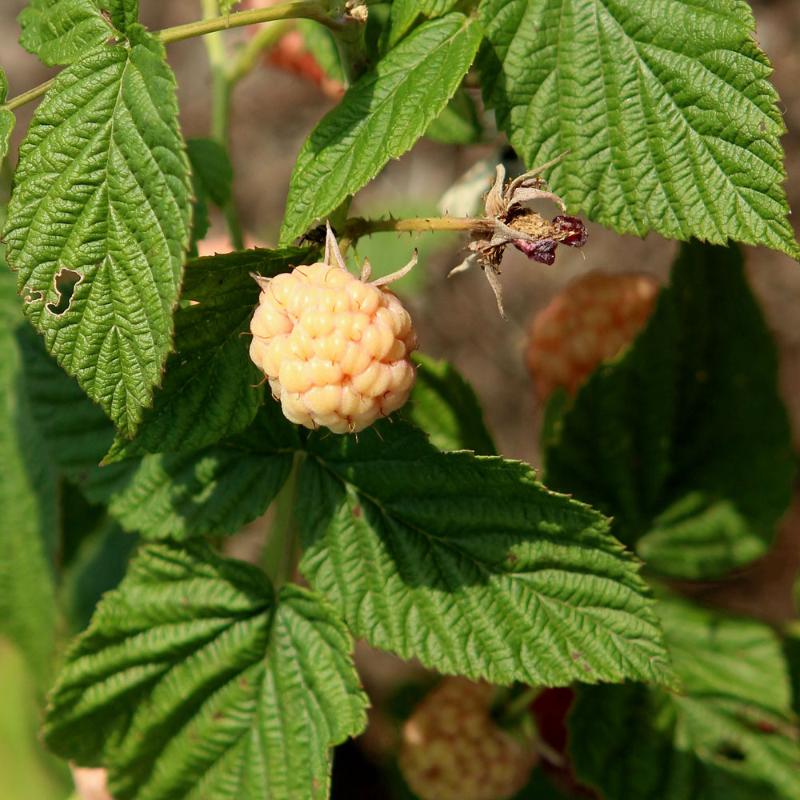 RASPBERRY ANNE