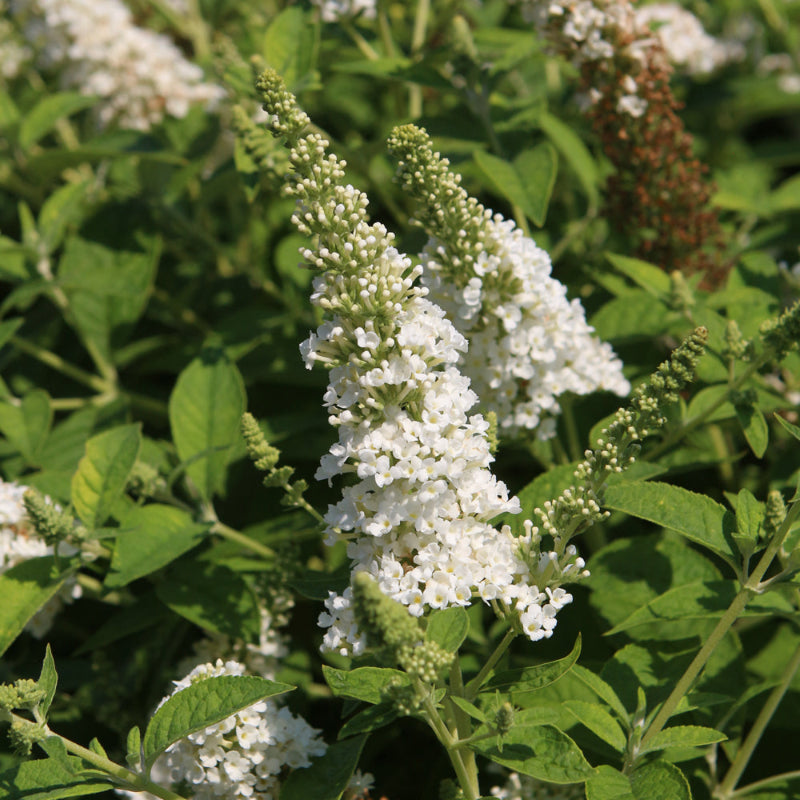 BUDDLEIA CHRYSALIS WHITE