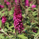 BUDDLEIA CHRYSALIS CRANBERRY