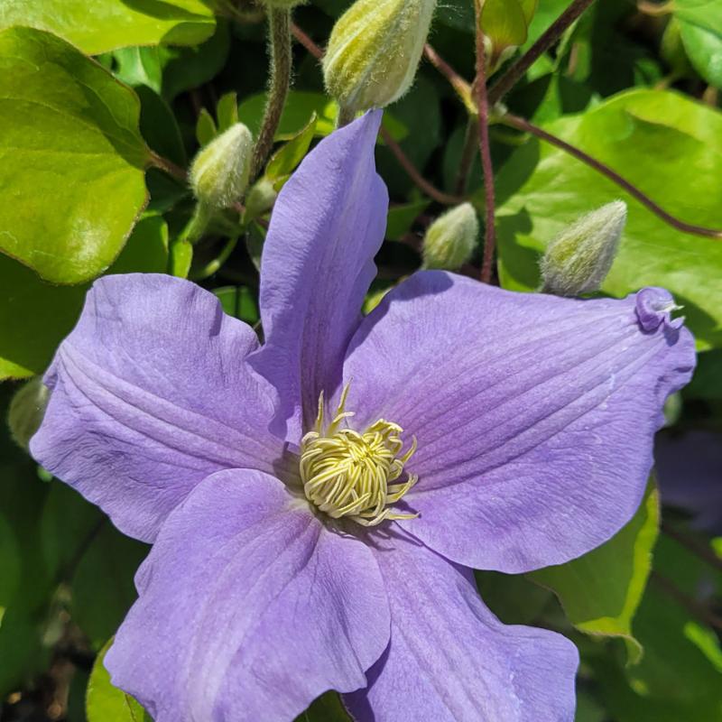 CLEMATIS ZARA