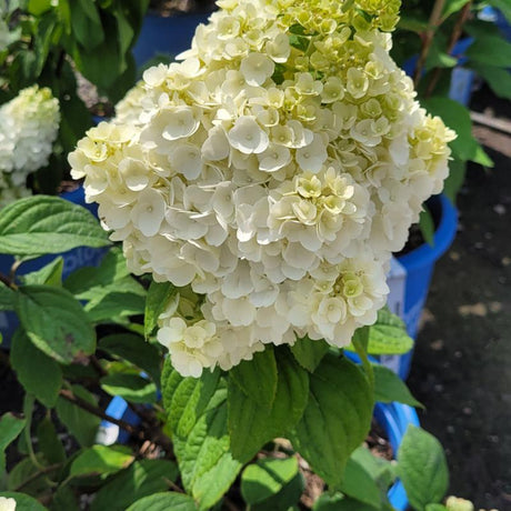 HYDRANGEA MOONROCK