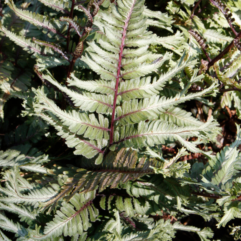 ATHYRIUM CRESTED SURF