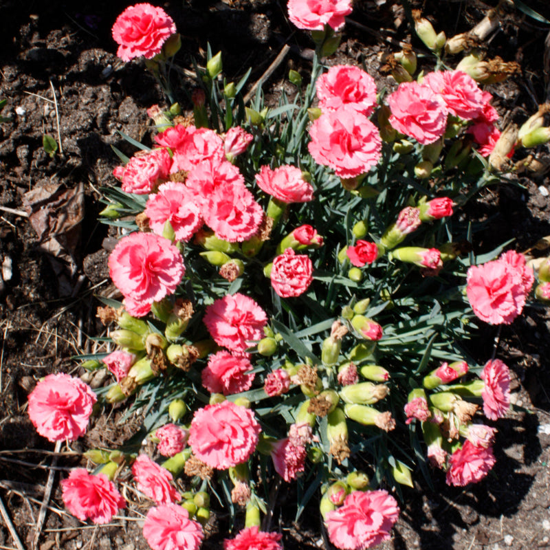 DIANTHUS CLASSIC CORAL