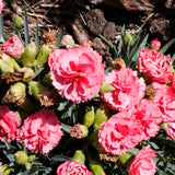 DIANTHUS CLASSIC CORAL