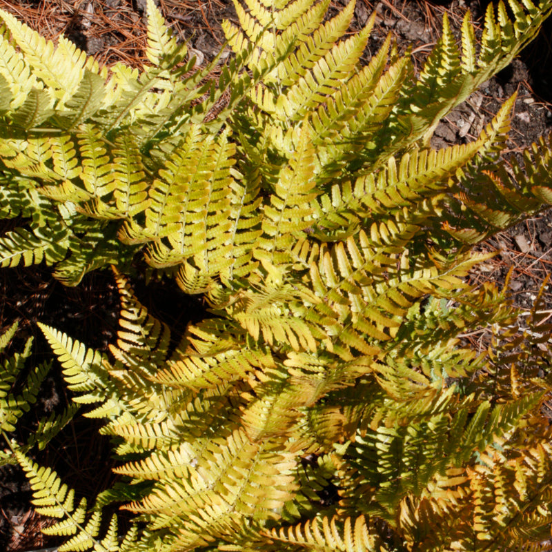 DRYOPTERIS BRILLIANCE