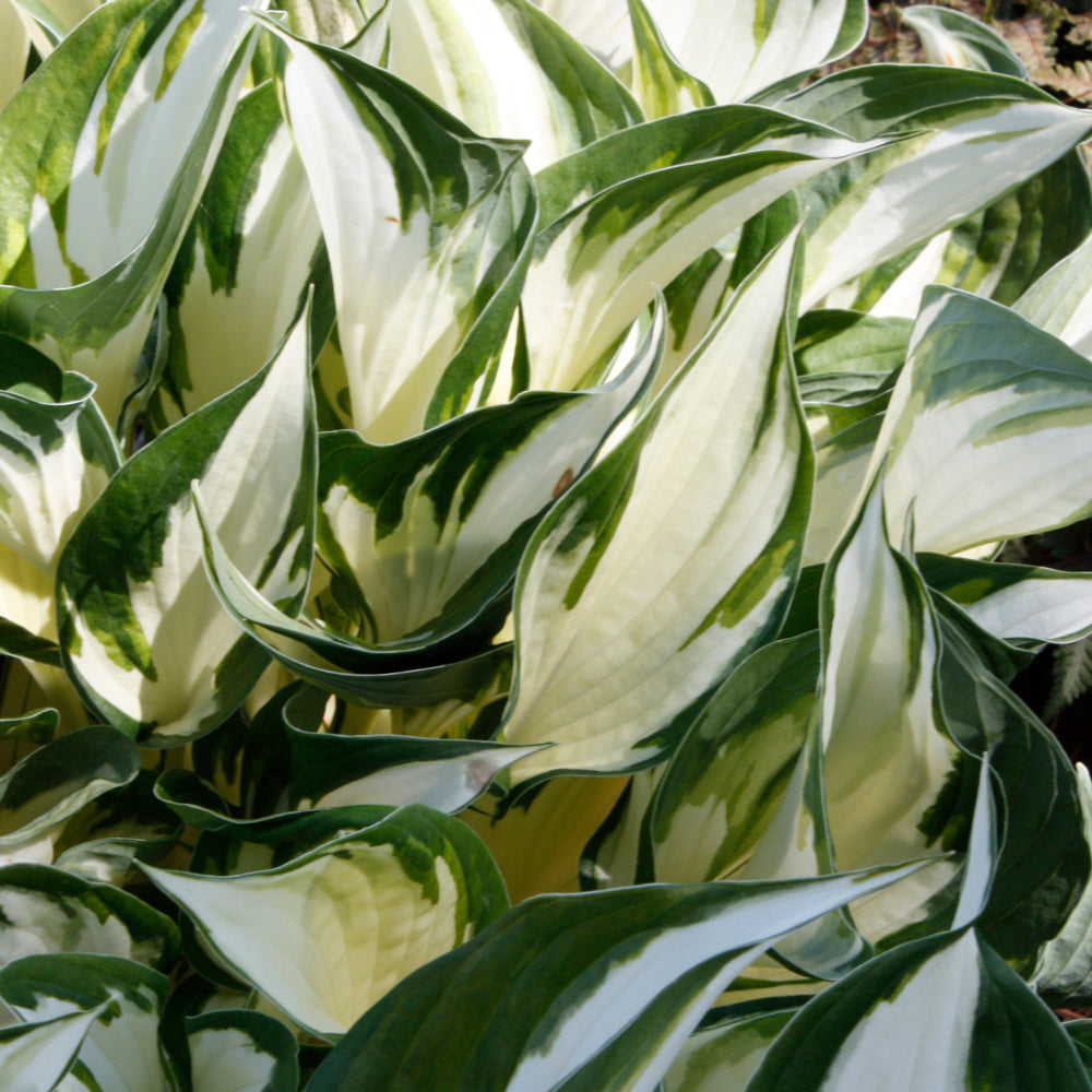 HOSTA FIRE AND ICE