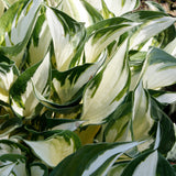 HOSTA FIRE AND ICE