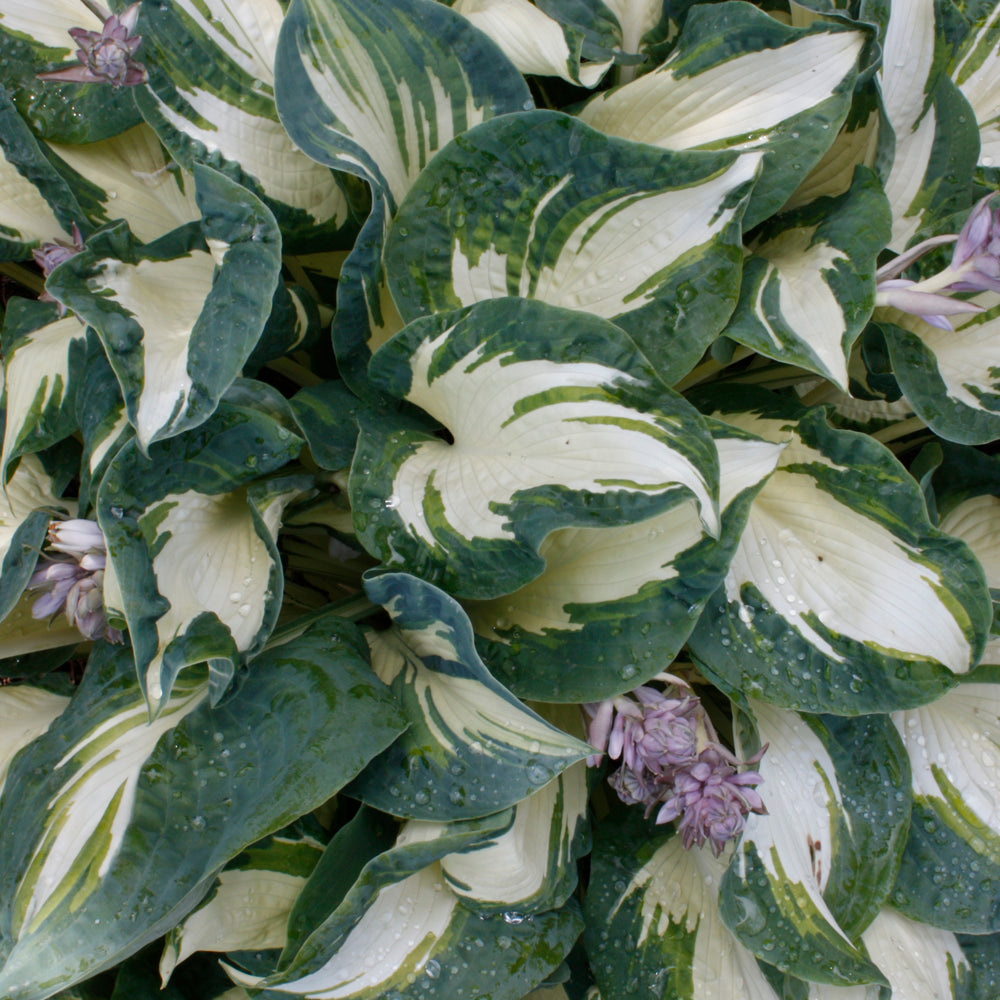 HOSTA HANS