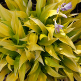 HOSTA MUNCHKIN FIRE