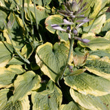 HOSTA SPARTACUS