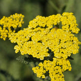 ACHILLEA SASSY SUMMER LEMON