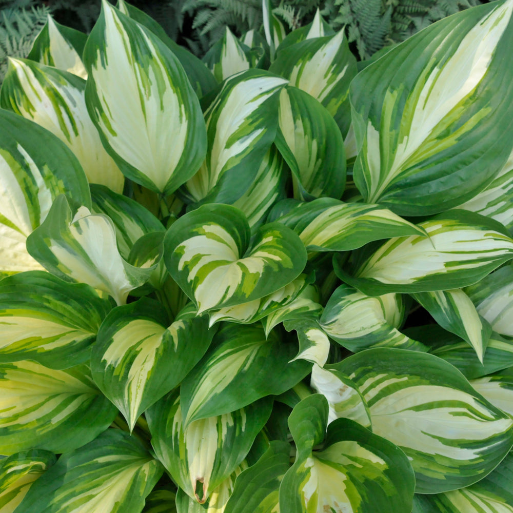 HOSTA MISS AMERICA