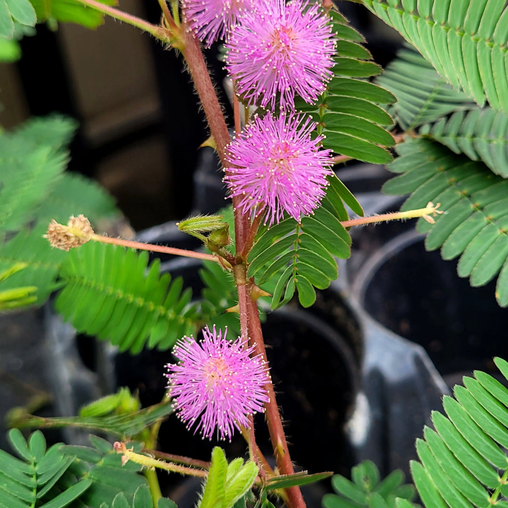 MIMOSA SENSITIVE PLANT