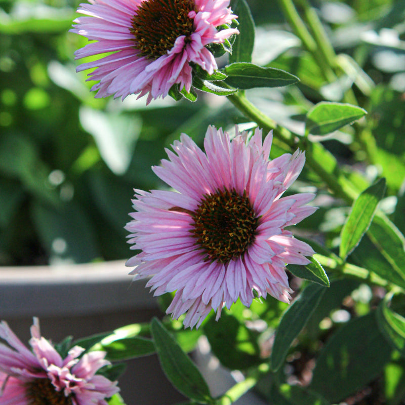 ECHINACEA SUNSEEKER SALMON