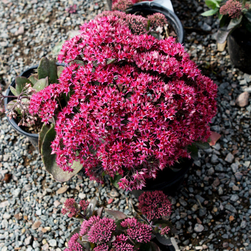 SEDUM DYNOMITE