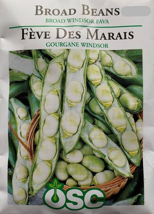 Seed - Broad Beans Broad Windsor Fava