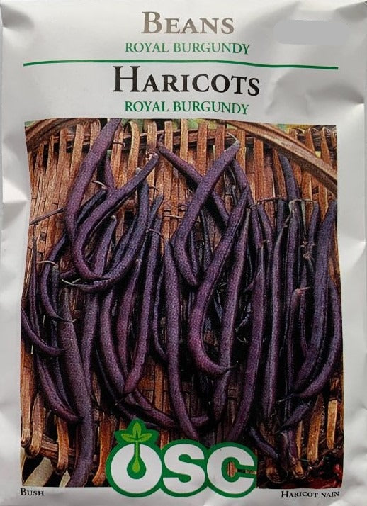 Seed- Beans Royal Burgundy