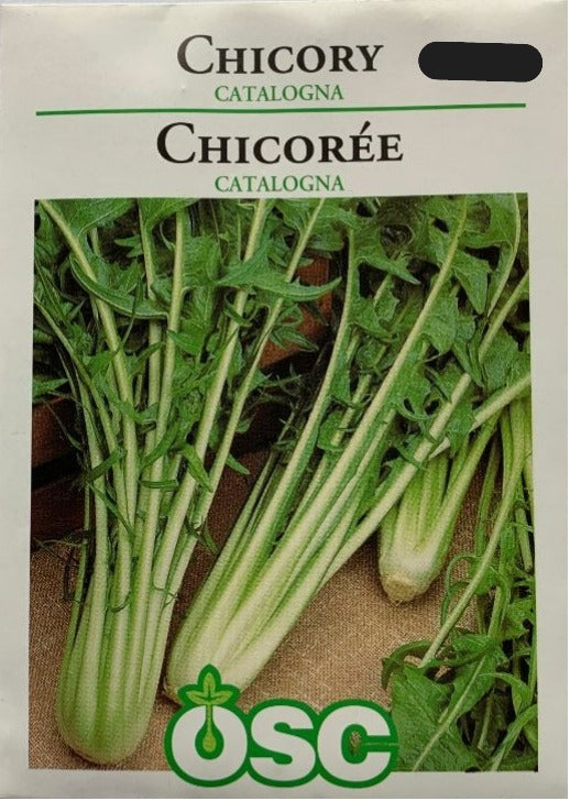 Seed- Chicory Catalogna